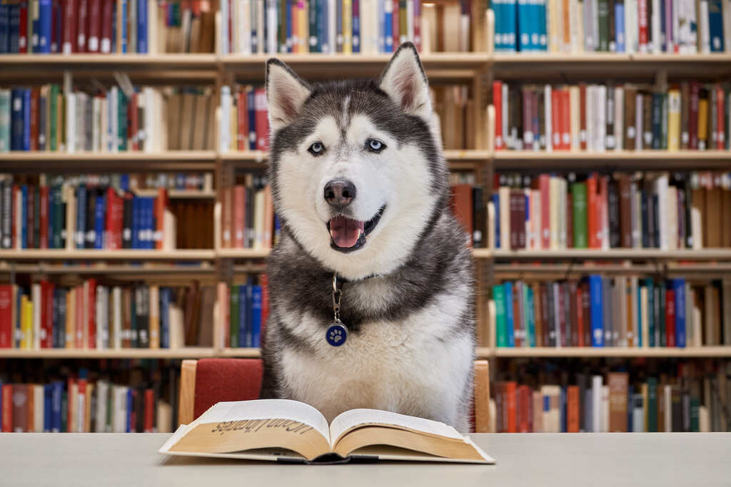 Jonathan the Husky dog sits in the UConn library