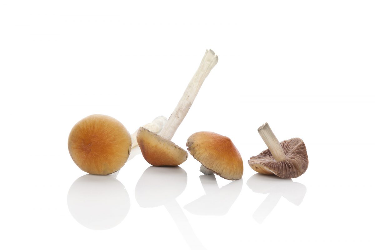 Picture of mushrooms on a blank white background