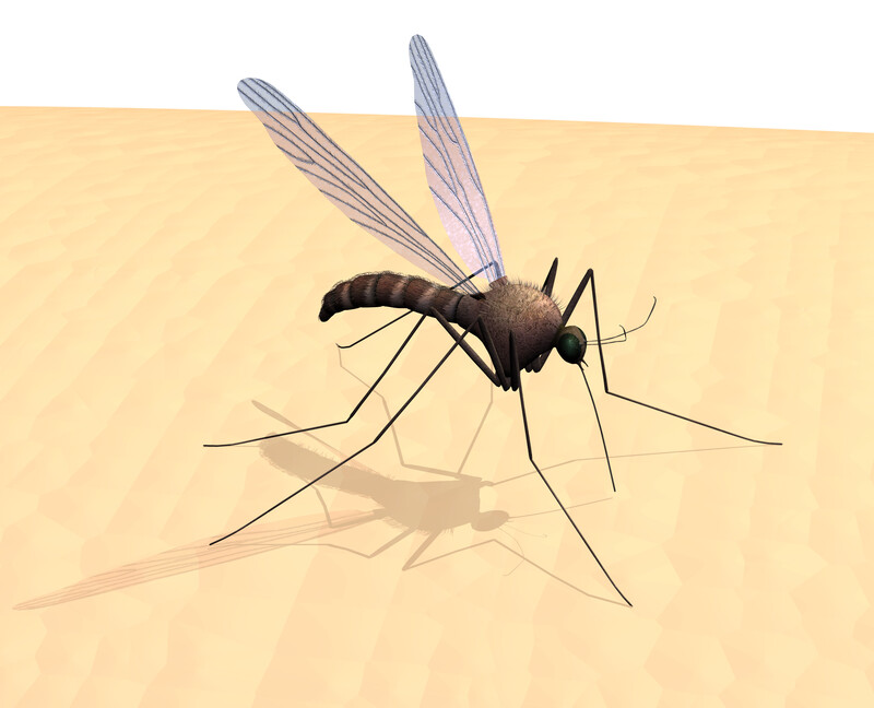 Cartoon representation of a mosquito.