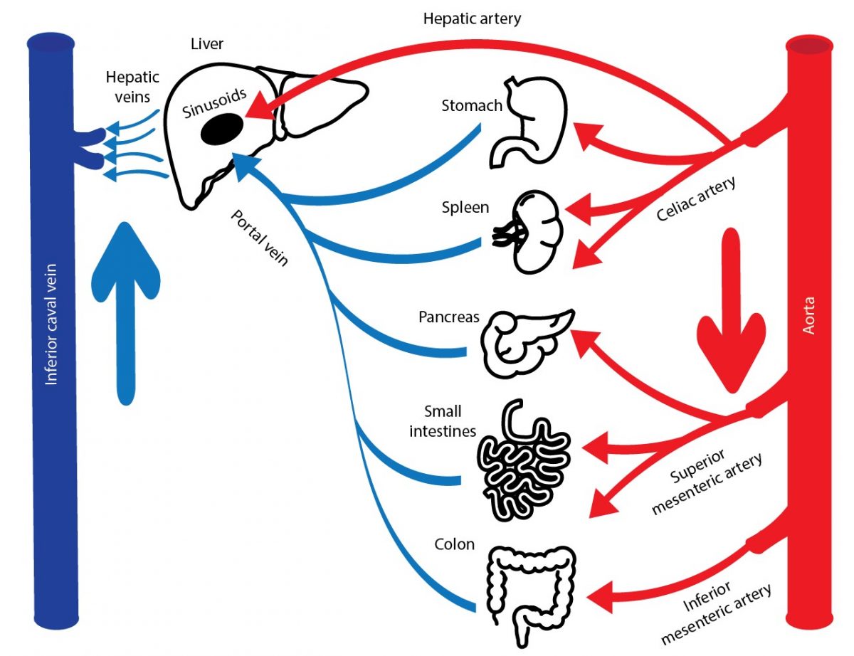 Set Your Ascites On Improving Patient Care: The Pharmacy Team’s Role In 